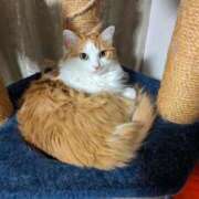 ヒメ日記 2026/01/22 09:58 投稿 猫井 みやこ SUMIRE