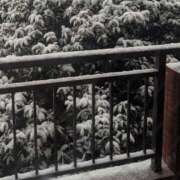 ヒメ日記 2026/02/08 20:57 投稿 猫井 みやこ SUMIRE