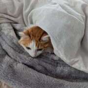 ヒメ日記 2026/03/05 21:52 投稿 猫井 みやこ SUMIRE