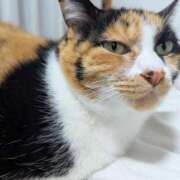 ヒメ日記 2026/03/29 19:50 投稿 猫井 みやこ SUMIRE