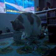 ヒメ日記 2026/04/06 22:07 投稿 猫井 みやこ SUMIRE