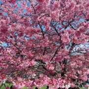 ヒメ日記 2025/11/25 18:24 投稿 みさき 木更津人妻花壇