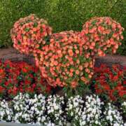 ヒメ日記 2025/11/30 22:06 投稿 みさき 木更津人妻花壇