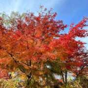 ヒメ日記 2025/11/25 17:17 投稿 かんな 秋葉原鑑賞ガール