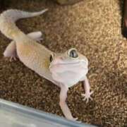 ヒメ日記 2025/11/12 19:06 投稿 あかね Noble