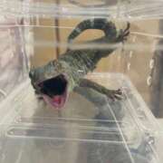 あかね 明日！ Noble