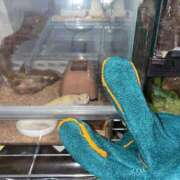 ヒメ日記 2025/12/24 22:55 投稿 あかね Noble