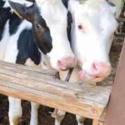 ヒメ日記 2026/01/12 23:17 投稿 璃来(りく) 高知デリヘル倶楽部 人妻熟女専門店