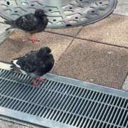 ヒメ日記 2025/12/18 09:15 投稿 もみじ 出会い系人妻ネットワーク 上野〜大塚編