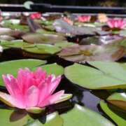 ヒメ日記 2025/10/03 06:44 投稿 ちあ ミルキーウェイ（近江八幡）