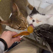 れい『SSS級！完全未経験 清楚系美少女』 にゃんころ 錦糸町派遣型JKリフレガチあい