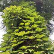 ヒメ日記 2025/11/03 22:16 投稿 花里あい 麗しいマダム