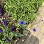 ヒメ日記 2025/10/08 19:30 投稿 花里あい 色気あるワイフ