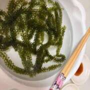 ヒメ日記 2026/04/03 21:03 投稿 おとめ ドンファン