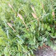 ヒメ日記 2026/03/28 08:46 投稿 琴美◇ことみ 人妻吐息