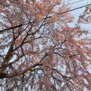 ヒメ日記 2026/03/30 07:56 投稿 琴美◇ことみ 人妻吐息