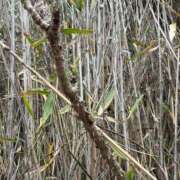 ヒメ日記 2026/04/06 18:26 投稿 琴美◇ことみ 人妻吐息