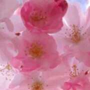 乙葉菜々梨 本日 五十路マダム富山店(カサブランカグループ)