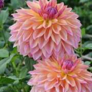 ちあき おはようございます🥱☀️ 熟女の風俗最終章 仙台店