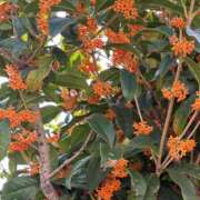 ヒメ日記 2025/11/07 23:53 投稿 せな スパーク梅田店