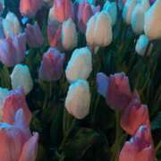 ヒメ日記 2025/11/16 23:37 投稿 せな スパーク梅田店