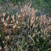 ヒメ日記 2026/04/24 06:18 投稿 藤森　あみ プルプル札幌性感エステ はんなり
