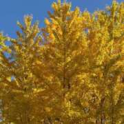 ヒメ日記 2025/11/28 08:40 投稿 ようこ 熟女の風俗最終章 沼津店