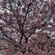 ヒメ日記 2026/03/02 15:19 投稿 ようこ 熟女の風俗最終章 沼津店