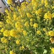 ヒメ日記 2026/03/24 12:18 投稿 るみな フロンティア