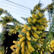 ヒメ日記 2026/04/01 19:06 投稿 るみな フロンティア