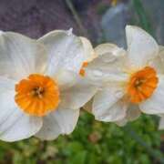 ヒメ日記 2025/10/08 15:43 投稿 かな【スタンダード】 博多の熟女