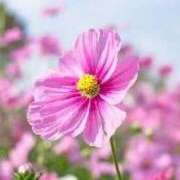 かな【スタンダード】 本日 博多の熟女