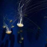 ヒメ日記 2026/02/09 18:10 投稿 りな E+アイドルスクール　大阪・日本橋店