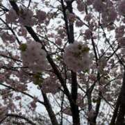 ヒメ日記 2026/04/14 11:04 投稿 サクラ Aroma De Pari（アロマ・デ・パリ）