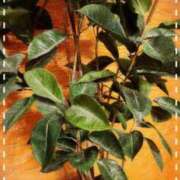 ヒメ日記 2025/11/13 08:33 投稿 伊藤(いとう) 八王子人妻城