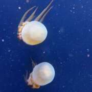 ヒメ日記 2025/10/10 13:28 投稿 佐々木奏多 五十路マダム 新潟店(カサブランカグループ)