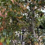 ヒメ日記 2025/11/01 11:54 投稿 かより いざ候 別館