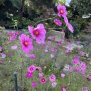 ヒメ日記 2025/11/10 09:04 投稿 かより いざ候 別館