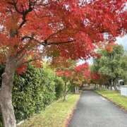 ヒメ日記 2025/11/22 14:34 投稿 かより いざ候 別館