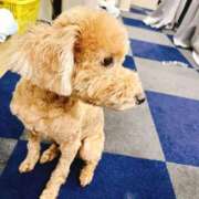 ヒメ日記 2026/01/12 11:54 投稿 かより いざ候 別館