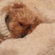 ヒメ日記 2026/02/10 21:12 投稿 りほ イメクラ土浦女学園