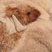 ヒメ日記 2026/02/11 17:19 投稿 りほ イメクラ土浦女学園