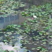 ヒメ日記 2025/10/04 10:51 投稿 真亜子【マアコ】 輝女