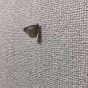 ヒメ日記 2025/12/12 16:36 投稿 ひめの 錦糸町ぽちゃカワ女子専門店！我慢できないの！