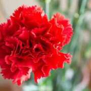 ヒメ日記 2025/11/07 12:20 投稿 サエ ドMな奥さん 日本橋店