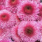 ヒメ日記 2025/11/17 09:53 投稿 サエ ドMな奥さん 日本橋店