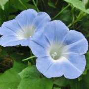 ヒメ日記 2025/11/27 09:08 投稿 サエ ドMな奥さん 日本橋店