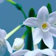 ヒメ日記 2025/11/27 09:58 投稿 サエ ドMな奥さん 日本橋店