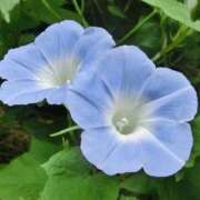 ヒメ日記 2025/12/04 13:18 投稿 サエ ドMな奥さん 日本橋店