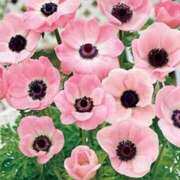 ヒメ日記 2025/12/15 15:12 投稿 サエ ドMな奥さん 日本橋店